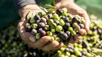 Récolte des olives