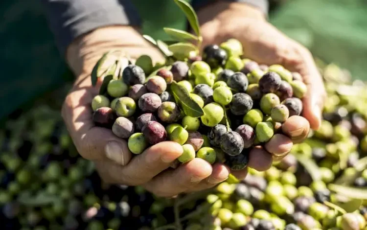Récolte des olives