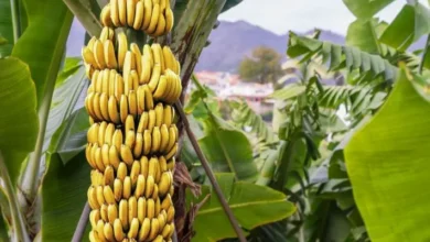 banane