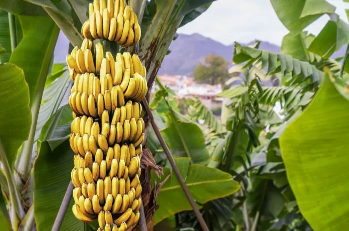 banane