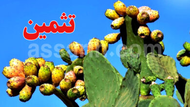 figues de barbarie