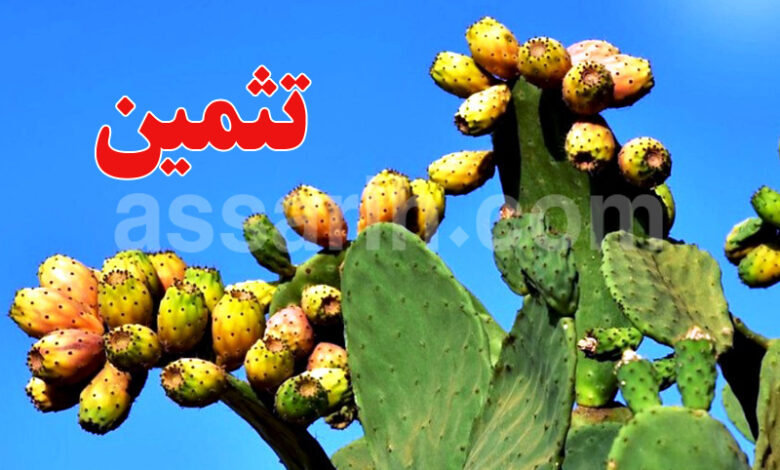 figues de barbarie