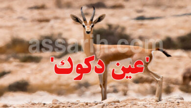 gazelle rim Tatouine