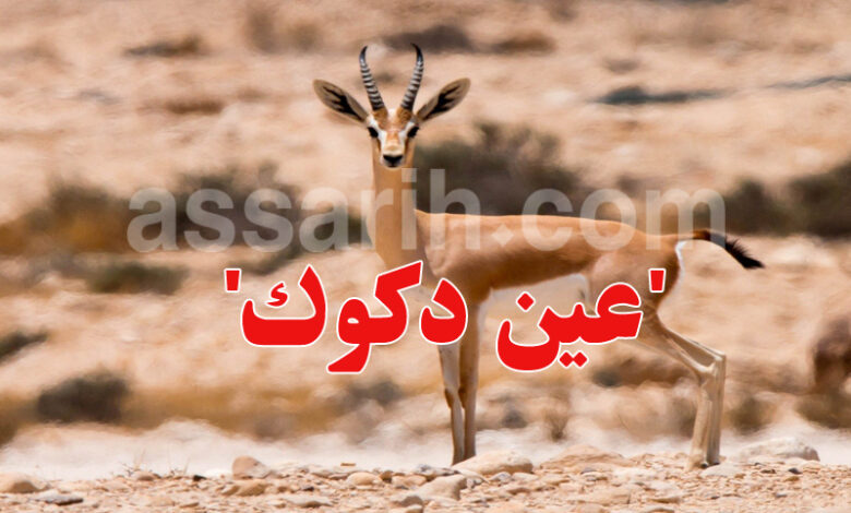 gazelle rim Tatouine