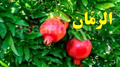 grenade-fruit-780x470