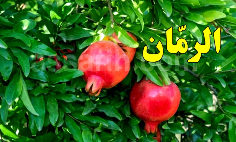 grenade-fruit-780x470