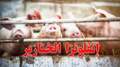 grippe porcine en Espagne