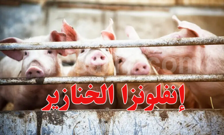 grippe porcine en Espagne