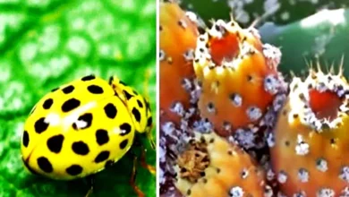insecte cochenille