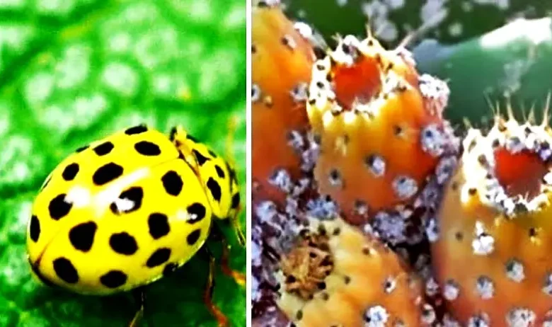 insecte cochenille