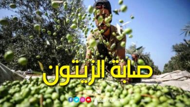 olives 20102023 (11)