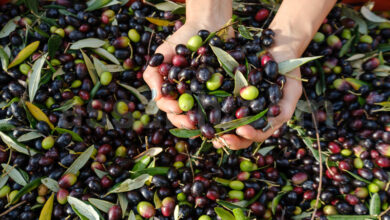 olives