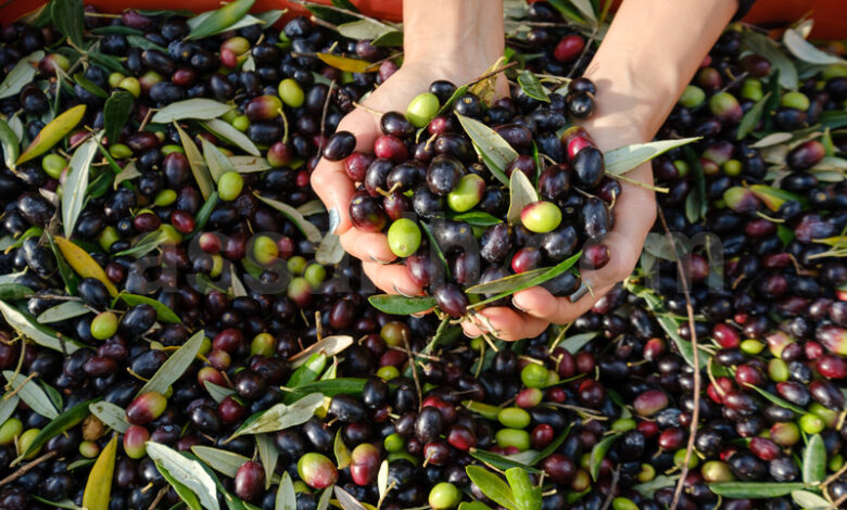 olives