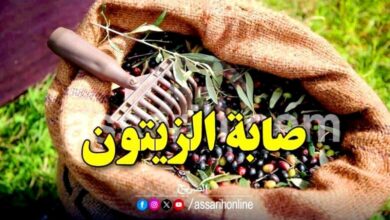 olives cueillette 780x470 (8)