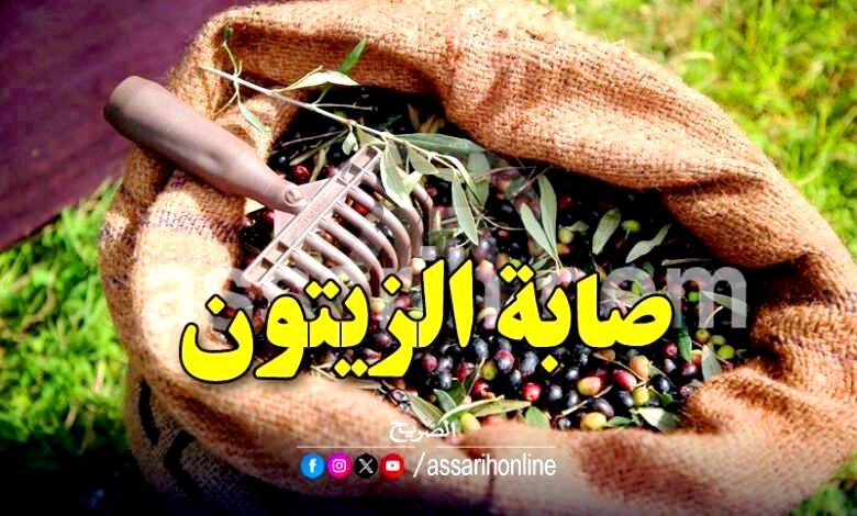 olives cueillette 780x470 (8)