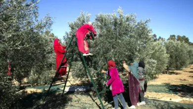 récolte des olives (1)