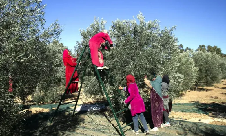 récolte des olives (1)