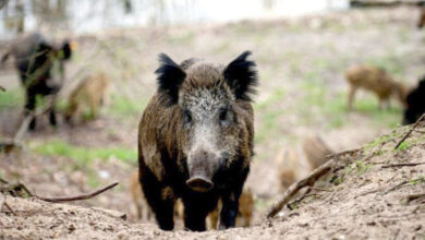sanglier