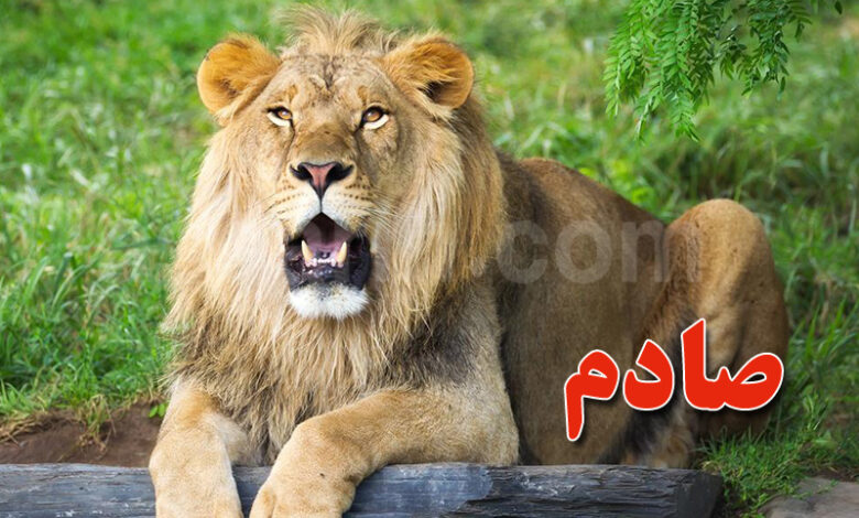 Lion