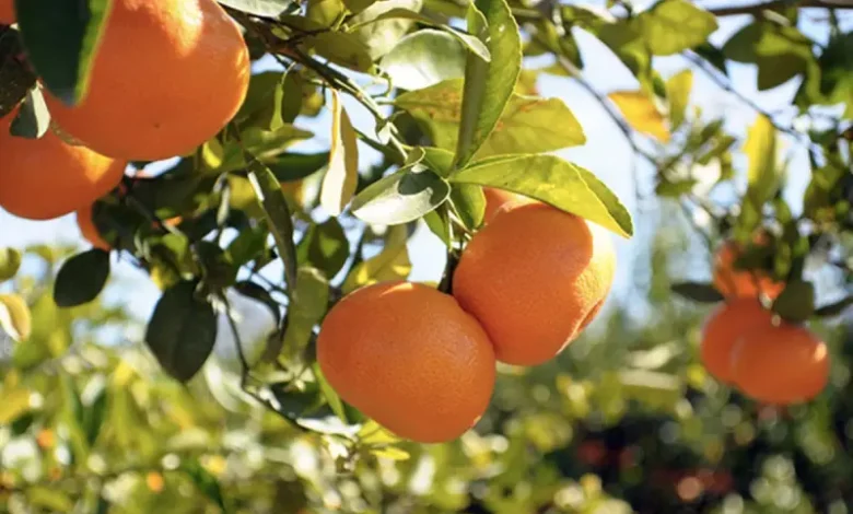 Orange maltaise