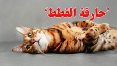 Tunisie Affaire femme qui brule les chats