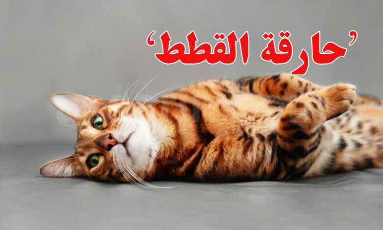 Tunisie Affaire femme qui brule les chats