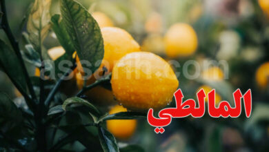 agrume-780x470