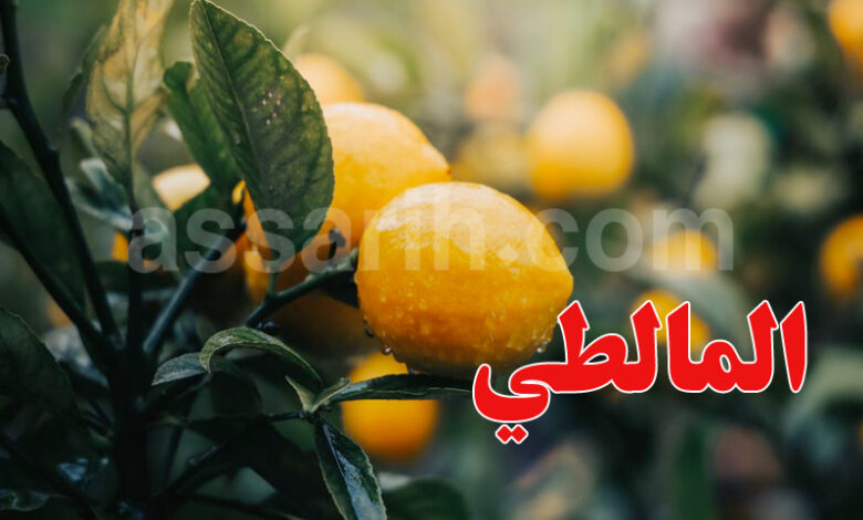 agrume-780x470