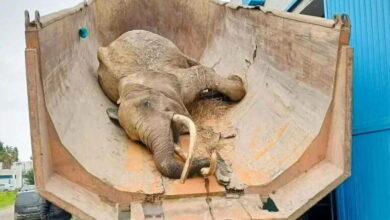 Elephant Baby Parc Belvedere Tunis Tunisia