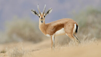 Gazelle Tataouine
