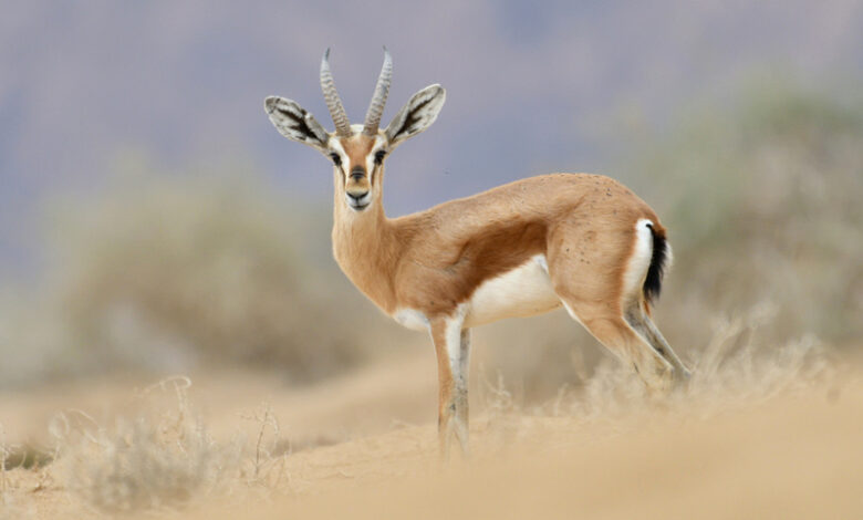 Gazelle Tataouine