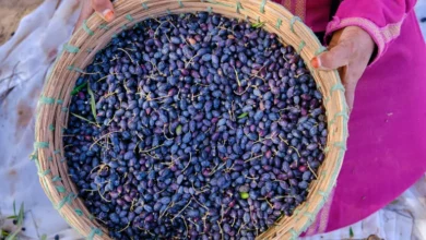 Olives Tunisie