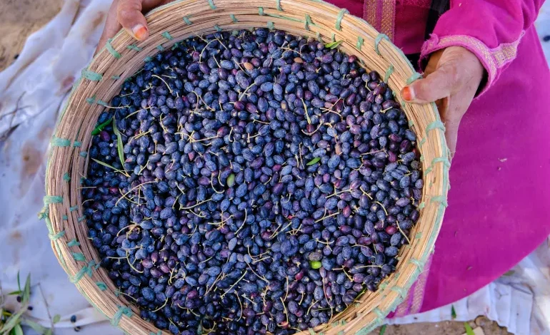 Olives Tunisie