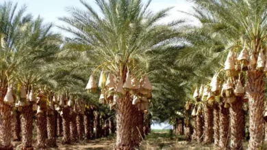 Palmeraie