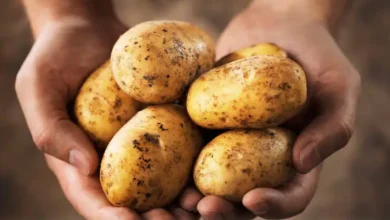 Pommes de terre