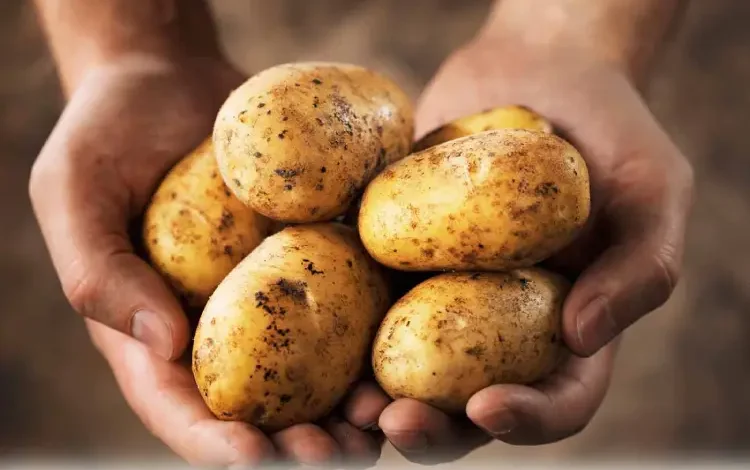 Pommes de terre