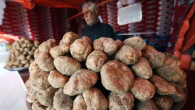 Terfesse Champignons Tataouine Tunisie