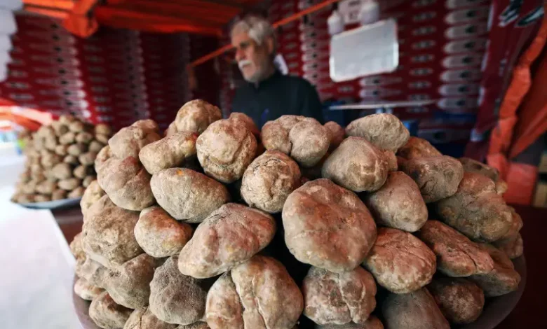 Terfesse Champignons Tataouine Tunisie