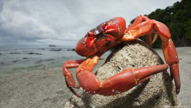 Vrais crabes