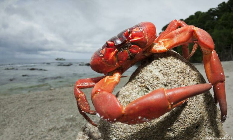 Vrais crabes