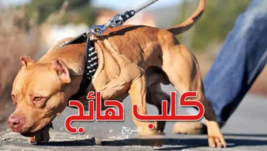 attaque chien Mourouj tunis