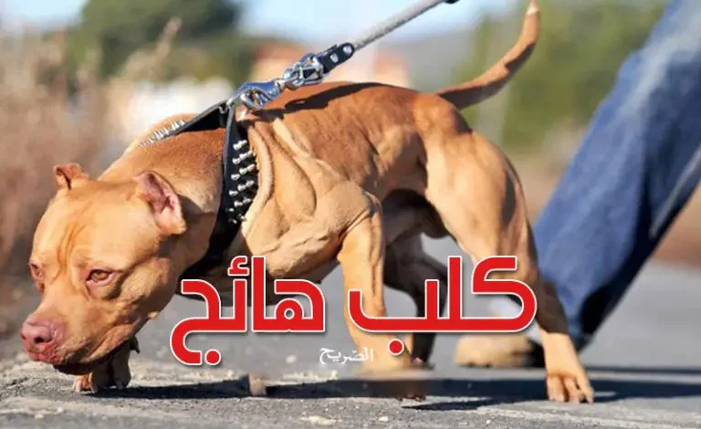 attaque chien Mourouj tunis