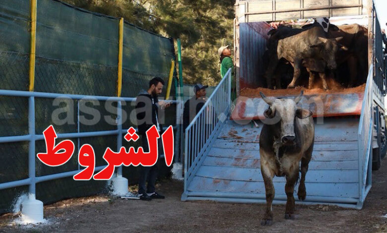 bovins Tunisie