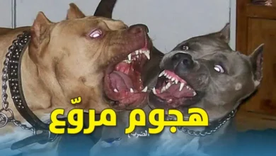 chiens-768x470