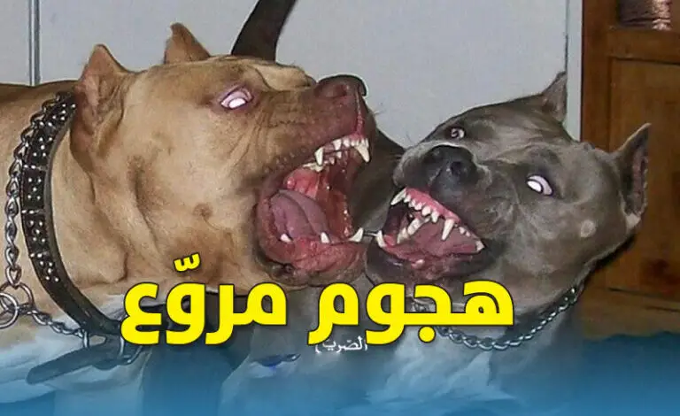 chiens-768x470
