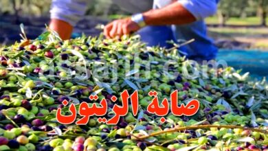 olives 02122025 (1)