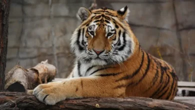 tigre