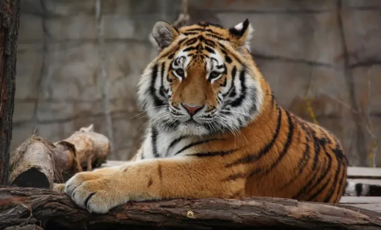 tigre