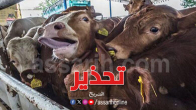 vaches
