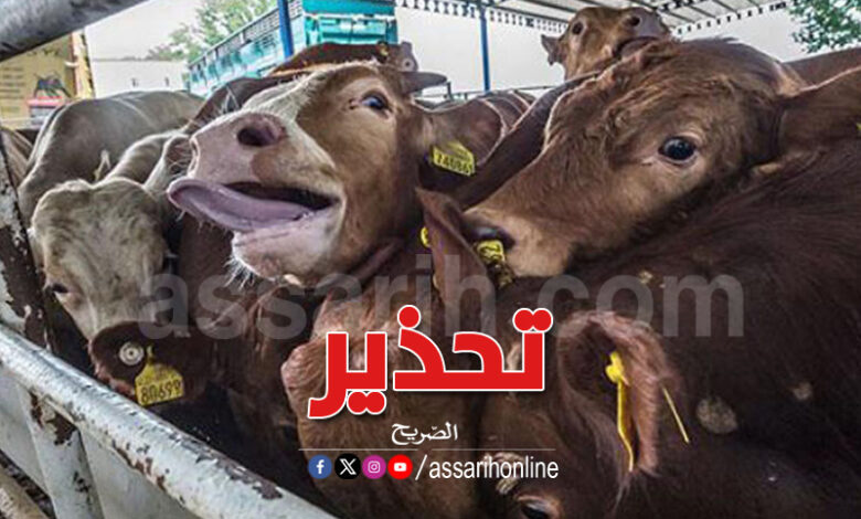 vaches